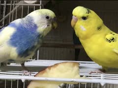 おやつは林檎
