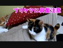 【大興奮】シーツの下でじゃらすと仮想鼠と思うみたい猫 →プリケツに興奮注意w