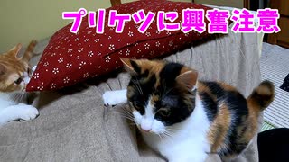 【大興奮】シーツの下でじゃらすと仮想鼠と思うみたい猫 →プリケツに興奮注意w