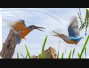 カワセミの鳴き声04♂の縄張り争い