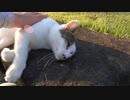 変わった模様の野良猫が猫語で何かを訴えかけてきたのでモフったらふにゃ～っと溶けてしまった