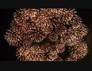 Fix fireworks to the night【自作曲】