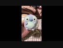 しゅったんの日常　スティッチ