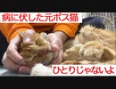 腎不全の元武闘派ボス猫、隠居先で終生の相棒を得る