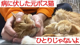 腎不全の元武闘派ボス猫、隠居先で終生の相棒を得る