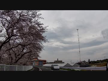 【彩の国探訪録：トコちゃん探訪編】part.16 桜の花の並木道【結月ゆかり車載】