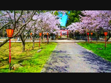桜舞い散る桜並木に真っ赤な鳥居がとっても印象的だった件！！