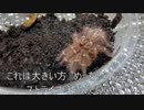 [いのちをだいじに]タランチュラ飼育日記その１４６[これこそ心理]
