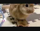 自家製ドライフルーツ！　サリーは食べてくれるのか！