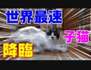 子猫が凄いスピードで暴れ回り飼い主のiPhone絶体絶命！？Kittens rampage at tremendous speed. _