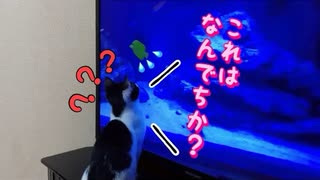 保護した子猫がＴＶに興味を持ってたので撮影してみた