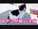 【子猫】子猫の顔が酷かったので保護しました まとめ1 I protected the kitten's face because it was bad Summary 1
