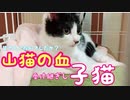 【子猫】今更ですが珍しい子猫という事が判明しました