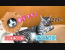 【子猫生後2ヶ月】先住猫が仏の様な顔してたので子猫を置いてみた
