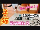 子猫が何やら怖がってたので撮影してみたら凄く可愛い姿を収めることが出来ました