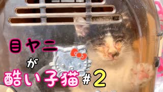 【子猫】子猫の顔が酷かったので保護しました まとめ２