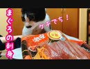 子猫にマグロをプレゼントしたら皿に返却された I tried to make a kitten eat tuna
