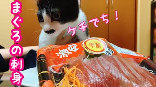 子猫にマグロをプレゼントしたら皿に返却された I tried to make a kitten eat tuna