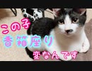 【子猫】変な香箱座りしてたので撮影してみた  就寝前のルーティーン