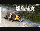 水黽が食べられる。カルガモ親子と雛鳥の捕食