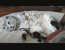 ブチギレる猫