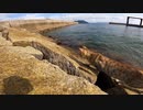 この後、猫を海へ突き落とす・・・！？