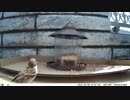 トレイルカメラで雀撮ってみた　20210408　