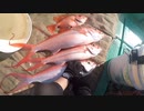 【魚釣り】奄美大島 ハマダイ チカメキントキ 2021年2月