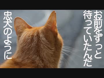 忠犬のように待っていた野良猫