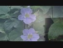 無条件の波動３８２　～愛の波動を感じて～
