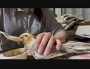 高速でお食事をするオカメインコ