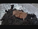 [井手上獏さん]タランチュラ飼育日記その１４７[まじスコスコのスコ]