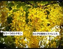 【スパイスを知ろう！】カシアを知ろう！【part128】