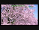 いきものがかり『SAKURA』　歌ってみた　covered  by 伊藤彩由里