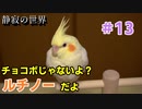 【静寂の世界】＃13 王道で美しいルチノーが登場です！
