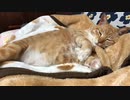 虎猫のリラックスゴロゴロ音