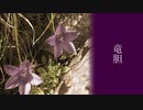 竜胆 / アレックス feat.闇音レンリ