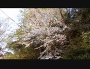 桜と鳥の鳴き声