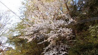 桜と鳥の鳴き声