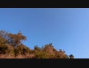 鳥の鳴き声20210409-1