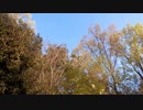 鳥の鳴き声20210409-2