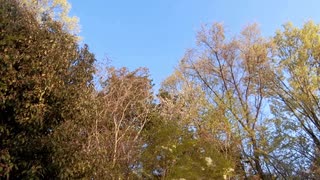 鳥の鳴き声20210409-2