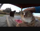 地域猫が寄り添って暮らす公園の猫達がモフらせてくれました