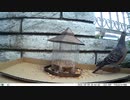 トレイルカメラで雀撮ってみた　20210409　鳩もおるよ