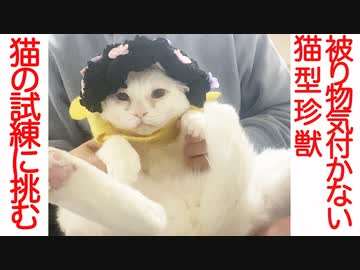 猫がへたくそ珍獣、聖衣(クロス)を装備して猫の試練に挑む