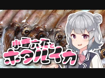 小春六花とホタルイカ【ボイロキッチン】