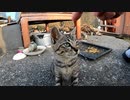 狂暴な子猫が懐いた→そして目覚めて素に戻る瞬間「あんた誰？」【野良猫激変】
