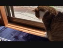 カメムシとおばあちゃん猫