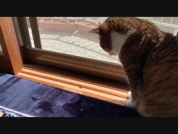 カメムシとおばあちゃん猫