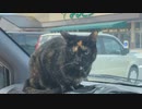 2021/04/09放送【7日目夕食買出し】猫と車中泊　日本縦断　サイコロの旅　北海道にたどり着けるか？【旅猫あずき～保護猫から旅猫へ～】